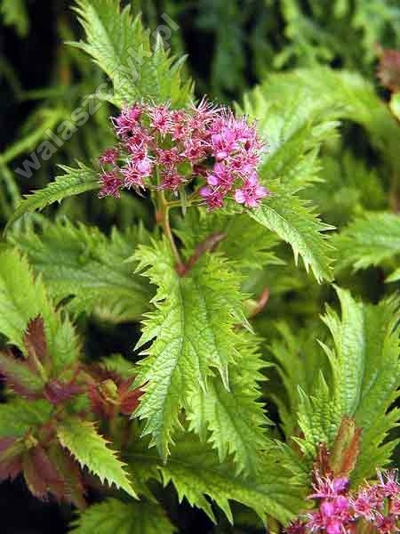 Spiraea japonica 'Crispa'